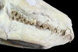 Oreodont (Merycoidodon) Skull - Wyoming #93756-7